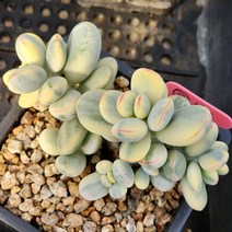 다육식물(방울복랑금) 118, 1개