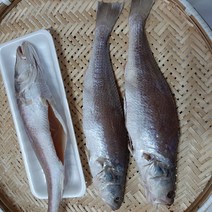 동울산수산 반건조 민어 33cm 제수용 및 밥반찬 영상가이석태, 3마리