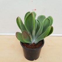 [용이네 화원] 무던하고 순한 호빗당인 098