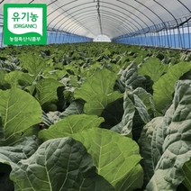 박정국 농부의 유기농 즙용 케일 1kg, 즙케일1kg_[10000221]