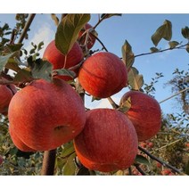 [애플No.100] 아삭달콤 사과_감홍.부사.시나노스위트.홍로 등