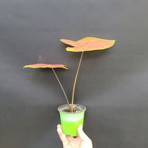 반려식물 바이칼라 칼라디움 소품 152545, 1개