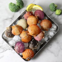 통영에서 직접 잡은 홍가리비 1kg 제철 해산물 가리비 산지직송