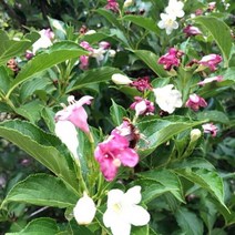 삼색병꽃 3년생 개화주 키60cm 1주(개), 1 쿠팡 클릭애비뉴 본상품선택, 1개