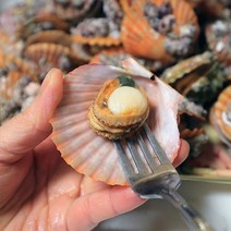 [산지직송] 전남 고흥 홍가리비 3kg 75미내외, 단품