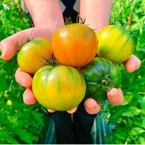 [대저농협인증] 대저 짭짤이 토마토 로열과 2.5kg, (프리미엄)대저짭짤이토마토, M, 1개