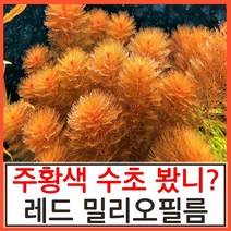 수초하우스) 레드 밀리오필름, 12줄기