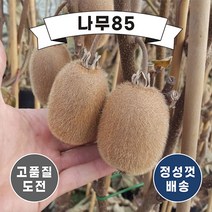 (나무85) 키위나무 묘목 5종, 그린키위 접1
