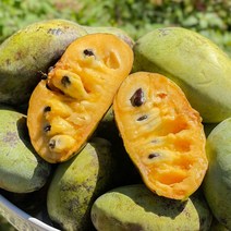 포포열매 포포나무열매 냉동과 1kg, 포포열매 생과 1kg