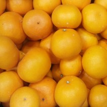 [명절선물] 제주 천혜향 제주도 제철 5kg 3kg 2kg 설 선물 과일 세트, 선물용_특대_5-8과3kg[선물가방포함]