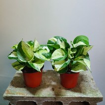 식물학박사 1+1 무늬몬스테라스킨오레우스 소품 수입식물 반려식물