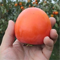 햇대봉감 대봉시 홍시 대봉연시 대봉단감 대봉감 곶감용 5kg 10kg 산지직송, 5kg 10~15과