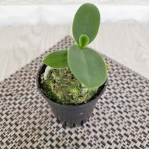 대엽 풍란 소형란 키우기 고급동양란, ☞ 해당 상품 선택하기_Goodmoi™