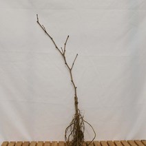 망고 청 포도 샤인머스켓 나무 묘목 재배 키우기