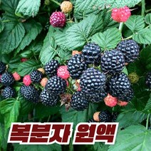 이른아침애 국내산 복분자 원액 엑기스 즙 액기스, 1L-1병