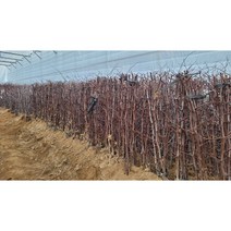 [경민농원]복조 대추나무묘목 보은대추묘목 접목1년, 복조대추, 상묘(0.8~1.2m)