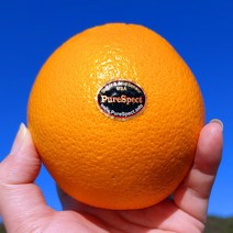 블랙라벨 고당도 프리미엄 오렌지 퓨어스펙 썬키스트, 7.실속형 소과(160g~189g)20개