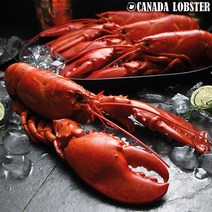 캐나다 골든사이즈 랍스타(500g~700g)총2마리 1.2kg이상, 500~700g, 2개