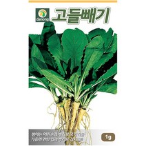 곰취나물 100립 - 씨 씨앗 곰취씨앗 곰취씨 나물씨 나물씨앗 민속채소 채소씨 채소씨앗 취나물, 02_다농_고들빼기(1g)