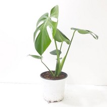 [몬스테라 중] 아단소니 무늬 알보 키우기 히메 싱고니움 호프셀렘 칼라데아 휘카스움베르타, 몬스테라 중형, 1개