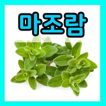 꽃씨몰 꽃씨 봄 파종 여름꽃씨 가을 노지월동 다년생 야생화 양귀비 종자 꽃씨앗, 417.마조람씨 0.5g(허브)
