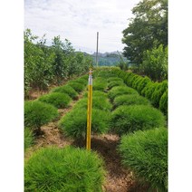 반송 둥근소나무 정원수 반송묘목 4년생, 4년생(W04~05), 1개