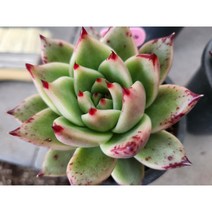 정화다육 다육식물 도감마리아, 1개