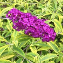 모종/붓들레아(부들레야)-산타나 화분지름10cm/2개 km097