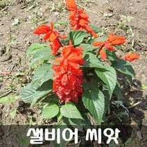 [해피플라워] 사루비아(샐비어) 씨앗 300립 / 봄 파종 깨꽃 꽃씨