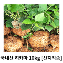 국내산 히카마 3kg 5kg 10kg 산지직송 히키마감자 히까마 멕시코감자히카마 멕시코감자 아피오스인디언감자 인디언감자 얌빈 특수채소 채소반찬 싱싱한 신선한 아삭아삭