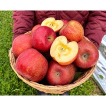 산지직송 꿀맛 가정용 사과 햇 부사 꿀사과 5kg 10kg, 10kg 가정용 대과