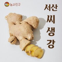 농사친구 국내산 서산 씨생강 생강 종자 씨앗 생강씨 보급종, 1KG