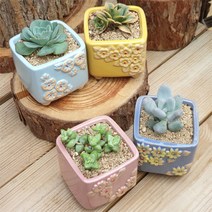 컬러꽃 4종 다육화분, 컬러꽃4종화분+다육4+배양토
