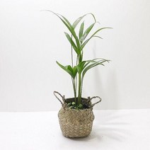 우리는 매일 공해를 마신다 아레카야자 (소) 실내 공기정화 식물 키우기, 상세페이지 참조