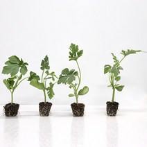 원예용 망고수박 과일 모종 20주