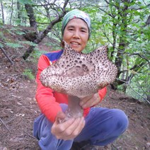 이창순 자연산 능이버섯(냉동 100% 국내산) 1kg 700g, 1박스, 1kg(냉동)