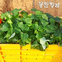 [4종]해남 고구마모종 1단~3단, 꿀 모종, 1단, 04/13출고(04/14도착)