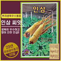 23년산 인삼 씨앗 20립- 품종명:불로 사포닌 함량이 높고 향이 진한 품종