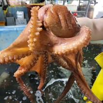 최상급 자연산 제수용 돌문어 활문어 생물문어 1.5kg, 1개