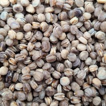 개갑 인삼씨앗 장뇌삼씨앗 산삼 산양삼 묘삼 100g, 인삼씨앗 100g