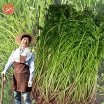 산지직송 청도 미나리 1kg 한재 미나리 돌미나리 세척 미나리 밭미나리 1키로 1킬로 국산 햇미나리, 청도미나리 1kg