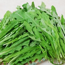 국내산 토종 하얀 민들레잎 생민들레 1kg, 1개