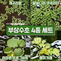 둥둥 수조 위 뜨는 부상 수초 키우기 4종 세트(SET11), 단품