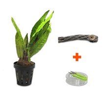 DIY 마이플랜츠 초야우드 미크로소리움, 없음