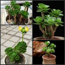 그린ovia카네이션나팔꽃타카디오스코아체육관Crassula um벨라 - Semillas, 진첸무 50PCS