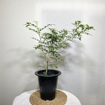 실내공기정화 오렌지쟈스민 중분, 1개