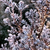 서양측백-퍼플히더 (purple heather) 7치 포트 정원 카페 인테리어식물 조경, 서양측백-퍼플히더 7치 포트