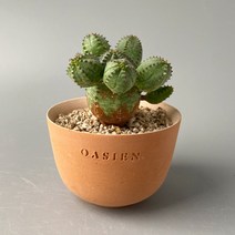 몬스터 오베사 - 따글따글 군생을 이룬 미니 오베사, 오아지앙팟 완성분 (분청/산백 색상), 1개