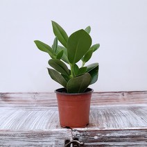 [꽃파는농부] 동그란 잎이 귀여운 공기정화식물 크루시아, 소품