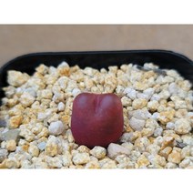 코노피튬 마우가니-1377 아프리카농장